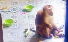 Bắt được khỉ đuôi lợn 7kg cắn người ở xã Tân Nhựt, TP.HCM