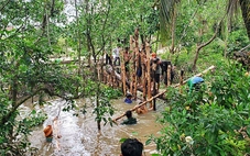 Nhiều vườn cây ăn trái thiệt hại nặng do triều cường bất thường