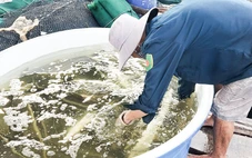 Dân nuôi thủy sản ở Phú Quốc vui vì giá cá bớp, nhiều người không đủ hàng để bán