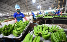 Đầu tư nông nghiệp xanh, cơ hội triệu USD từ tín chỉ carbon
