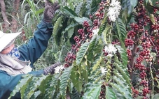 Xuất khẩu cà phê đạt kỷ lục nhưng năm tới liệu có còn 'ngon ăn'?