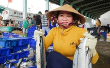 Vào mùa đánh bắt cao điểm, ngư dân nhộn nhịp cân cả trăm tấn cá biển ở cảng cá Tắc Cậu