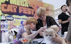 Chú mèo xấu nhất thế giới 'dắt' cả gia đình đến TP.HCM thi Hoa hậu mèo quốc tế Việt Nam 2025