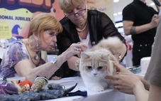 Chú mèo xấu nhất thế giới 'dắt' cả gia đình đến TP.HCM thi Hoa hậu mèo quốc tế Việt Nam 2025