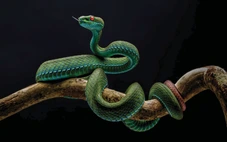 Thu hồi giải nhất ảnh rắn lục đuôi đỏ vi phạm điều lệ cuộc thi Thiên nhiên hoang dã Việt Nam