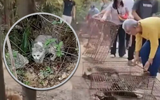 Phẫn nộ ở Trung Quốc: 'Phóng sinh' 1.100 con mèo xuống hồ chứa nước