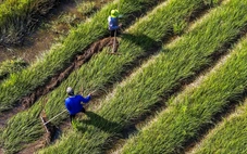 Góp ý văn kiện Đại hội Đảng XIV: Xây nền vững cho một Việt Nam xanh và số