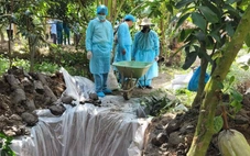 8 xã nào ở Vĩnh Long xảy ra dịch bệnh dịch tả heo châu Phi?