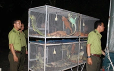 Phát hiện một người dân An Giang nuôi nhốt 191 con rồng Nam Mỹ trái phép