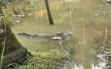 Cần Thơ thông tin xác minh cá sấu nặng khoảng 30 - 40kg xuất hiện trong mương nước