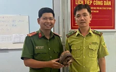 Tê tê Java quý hiếm đi lạc, người dân phát hiện liền đem giao nộp cho công an
