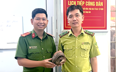 Tê tê Java quý hiếm đi lạc, người dân phát hiện liền đem giao nộp cho công an