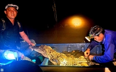 Bắt con cá sấu 37kg trên sông biên giới Tây Ninh, dân chuyển cho đồn biên phòng