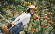 Vườn hồng Đà Lạt, nơi ai bước vào cũng hóa đoan trang