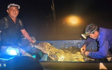 Bắt con cá sấu 37kg trên sông biên giới Tây Ninh, dân chuyển cho đồn biên phòng