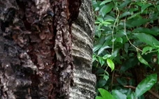 Trúng đấu giá rừng thông 'chưa sạch', doanh nghiệp 5 năm điêu đứng