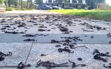 Hiện tượng lạ hàng ngàn con giun đất bò lên vỉa hè rồi chết la liệt ở Quảng Ngãi