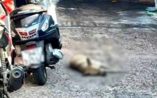 Chó hoang nghi bị bệnh dại liên tục cắn 8 người