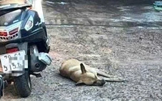 Chó hoang nghi bị bệnh dại liên tục cắn 8 người