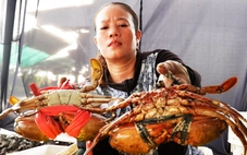 Cà Mau dùng đèn led 'làm chủ' giới tính, hướng tới cua sumo xuất khẩu