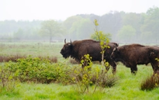 Loài thú tuyệt chủng trong hoang dã sắp 'tái xuất' ở Bỉ sau 100 năm