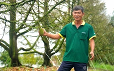 Nhà vườn trồng sầu riêng bị thiệt hại do lũ, triều cường được hỗ trợ bao nhiêu tiền?