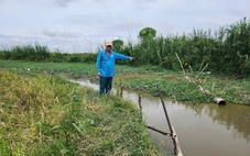 Hơn 50 hộ dân 'kêu cứu' thiệt hại lúa nếp do hầm cá xả nước thải