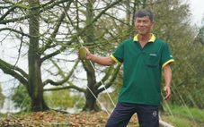 Nhà vườn trồng sầu riêng bị thiệt hại do lũ, triều cường được hỗ trợ bao nhiêu tiền?