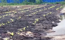 Khởi tố thêm một bị can vụ công ty núp bóng sản xuất giá thể hữu cơ gây ô nhiễm