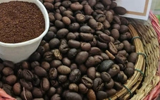Giá cà phê tăng lại, nhiều nông dân trồng cà phê 'hốt bạc'