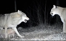 Sự thật về câu chuyện cảm động ‘sói bảo vệ đàn lợn con khỏi sư tử núi’