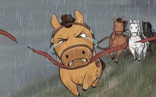 Mã Tiểu Dã, chú ngựa 'vừa chạy vừa khóc' gây bão từ Trung sang Việt