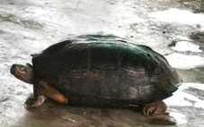 Rùa đầu đen quý hiếm bò vào rẫy sau đợt lũ 'lịch sử' trên sông cái Phan Rang