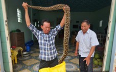 Đang thu hoạch lúa, bất ngờ gặp 2 con trăn 'khủng' nằm giữa ruộng