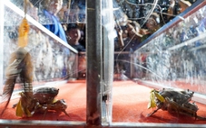 Cua nhỏ nhất thắng giải đua cua Cà Mau