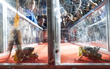 Cua nhỏ nhất thắng giải đua cua Cà Mau