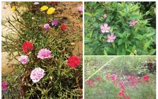 Nước mắt tôi chực trào trước những bông hoa dại chân phương của học trò