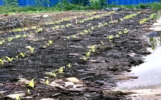 Khởi tố thêm một bị can vụ công ty núp bóng sản xuất giá thể hữu cơ gây ô nhiễm