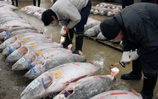 Trung Quốc ngừng nhập khẩu thủy sản Nhật Bản giữa căng thẳng