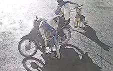 Khởi tố nhóm chuyên trộm chó vào ban đêm ở Thanh Hóa