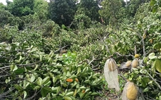 Mưa lớn, dông lốc làm nhà sập, tốc mái, hư hại nhiều vườn trái cây ở Cần Thơ