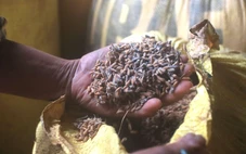 Nhiều hộ kinh doanh lúa gạo ở Đà Nẵng khóc ròng