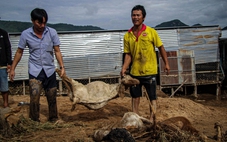 Cây Cà - Tuy Phong tan hoang sau đêm lũ quét, Chủ tịch tỉnh Lâm Đồng vào hiện trường