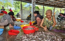 Dễ như đi... xúc cá linh, kiếm tiền triệu