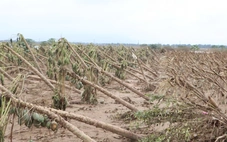 Xót xa lúa mọc mầm do ngâm nước lũ, phải đổ bỏ