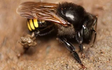 Siêu lạ: Tạo ra mật ong vị chocolate bằng công nghệ sóng siêu âm