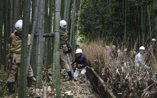Nhật Bản đối phó với làn sóng khắc chữ lên thân cây