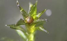 Rêu sống sót 9 tháng ngoài không gian, khoa học sửng sốt