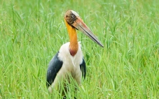 Ngắm già đẫy Java cực quý hiếm ở Vườn quốc gia U Minh Thượng