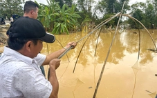 Người dân xứ Quảng đổ ra đồng kéo 'tủ' bắt cá 'rầm' kho nghệ